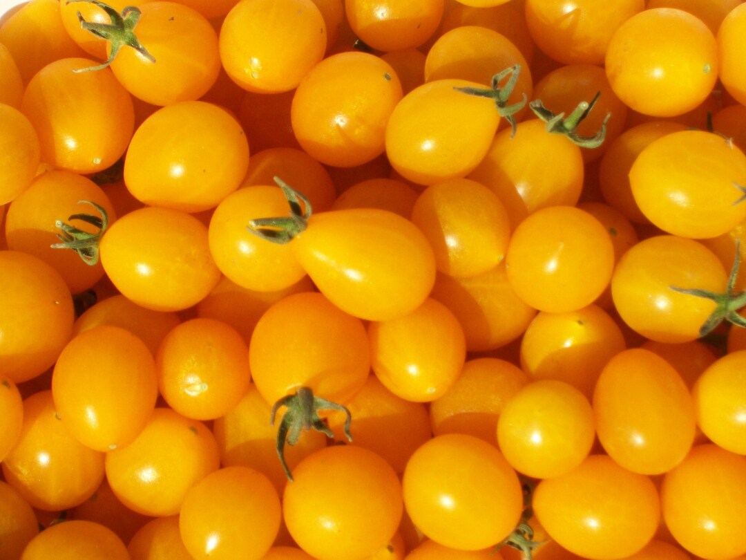Tomates Raisins Tomate raisin jaune | Tomate prune jaune | Graines biologiques ...