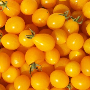 Yellow Grape Tomato | Yellow Plum Tomato | Organic Seeds - Heirloom, Open Pollinated, Non GMO 20 seeds/pack