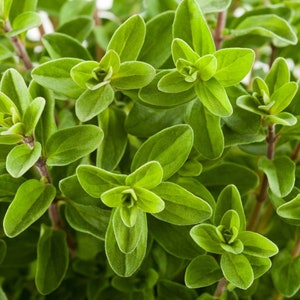 Marjoram seeds | Sweet Marjoram | Origanum majorana |  Heirloom, Open Pollinated, Non GMO - 20 seeds/packet