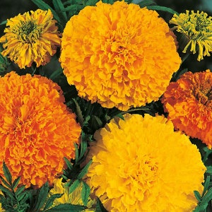 Marigold Crackerjack | African Marigold Seeds Mix, Aztec Marigold, American Marigold, Big Marigold,  Untreated, Non GMO, 15 seeds/packet
