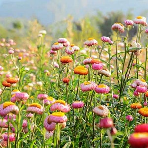 Strawflower Everlasting Flower Helichrysum bracteatum Mixed Colors pack of 20 seeds packet image 3