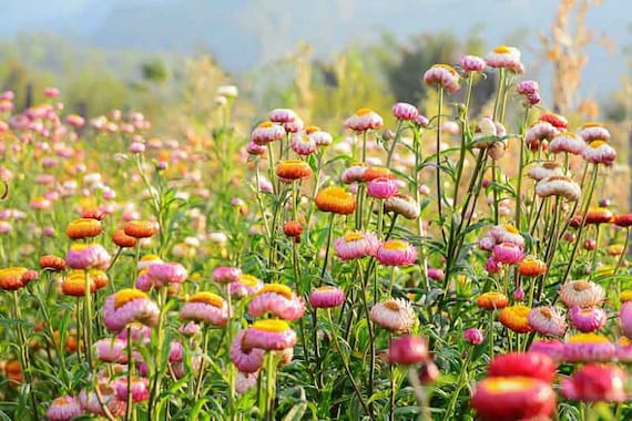 Everlasting strawflowers are easy and fun to grow 