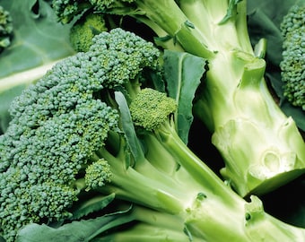 Organic Broccoli Seeds, Calabrese Natalino - Heirloom, Open Pollinated,Untreated, Non GMO 20 seeds/pack
