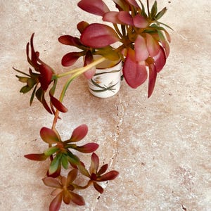 May include: A small white ceramic mug with a floral design and a gold rim, filled with a cluster of red and green succulent plants.