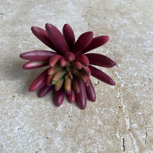 Artificial succulent