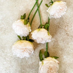 Peony bunch