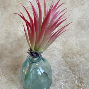 Puede incluir: Una sola planta suculenta artificial de color rosa y verde en un pequeño jarrón de vidrio azul transparente. El jarrón tiene un fondo redondeado y una boca ancha.