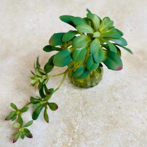 May include: A small green succulent plant in a clear glass vase with a textured surface. The plant has long, thin leaves and is arranged in a cluster.
