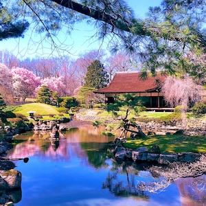 Art print: Japanese Teahouse & Cherry Blossoms, a Fairmount Park garden color photo