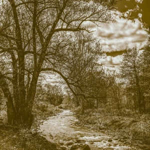 Sepia Art Print: Creekside Tree and Stones, a black and white photograph (Standard Sizes)
