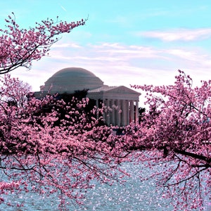 Art Print: Washinton, DC Cherry Blossoms, Tidal Basin and  Jefferson Memorial, a color photograph