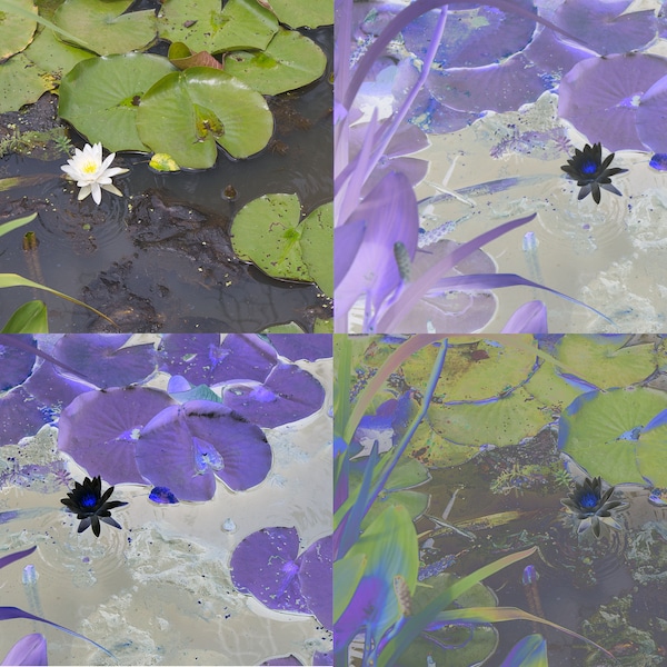 Art Print: Waterlily in Four Views, a digital color photograph in the style of Monet and Warhol