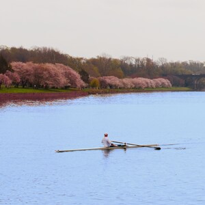 Art Print: Rowing by Cherry Blossoms on Philadelphia&#39;s Schuylkill River in Spring, a color photograph