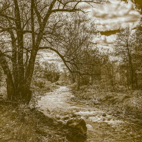 Sepia Art Print: Creekside Tree and Stones, a black and white photograph