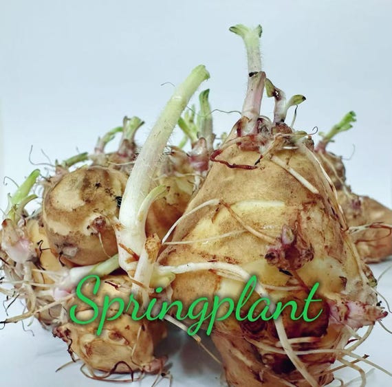 Jerusalem Artichoke - Individual Sprouting Tubers For Planting - Aka Sunchokes, Sunroot