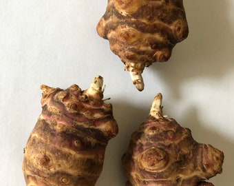 7  Large Tubers Jerusalem Artichoke - Individual Tubers For Planting - AKA Sunchokes, Sunroot