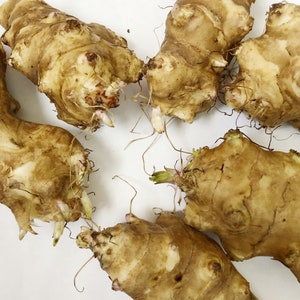 10 Small size Organic Tubers Jerusalem Artichoke - Individual Tubers For Planting - Aka Sunchokes, Sunroot