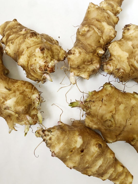 10 Small size Organic Tubers Jerusalem Artichoke - Individual Tubers For Planting - Aka Sunchokes, Sunroot