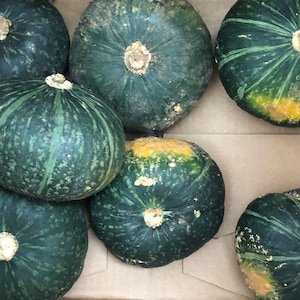 JAPANESE KABOCHA Pumpkin Seeds image 6