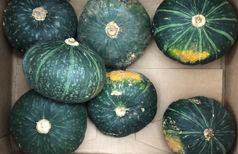 JAPANESE KABOCHA Pumpkin Seeds image 6