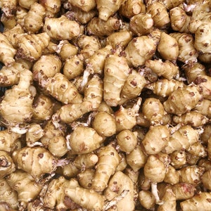 2.5 lbs Jerusalem Artichokes - Sprouting Sunchokes for Planting, Same Day Shipping