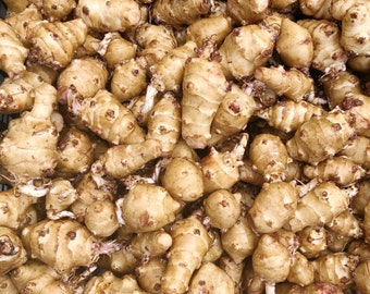 2.5 lbs Jerusalem Artichokes: Sprouting Sunchoke for Planting