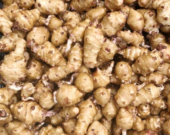 2.5 lbs Jerusalem Artichokes - Sprouting Sunchokes for Planting, Same Day Shipping