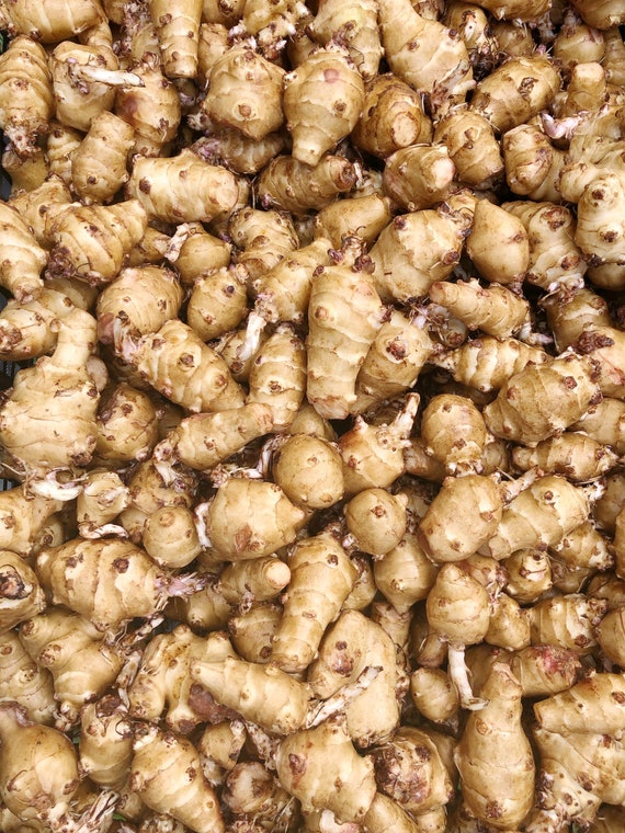 Two-Day Sale: 2.5 lbs Sprouting Jerusalem Artichoke Tubers – Sunchokes for Planting
