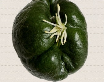 Chayote Germinado, Choko, Chocho, Pera Vegetal