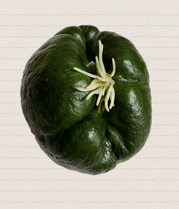 Sprouted Chayote, Choko, Chocho, Vegetable Pear