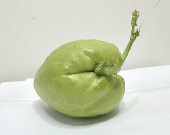 Chayote germinado, Choko, Chocho, Pera vegetal, Mirliton