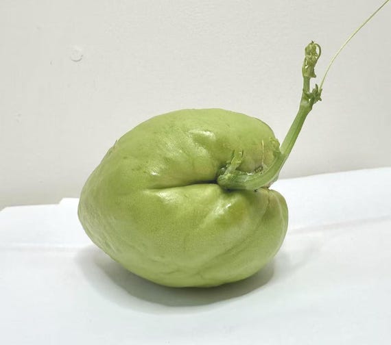 Sprouting Chayote, Choko, Chocho, Vegetable Pear, Mirliton