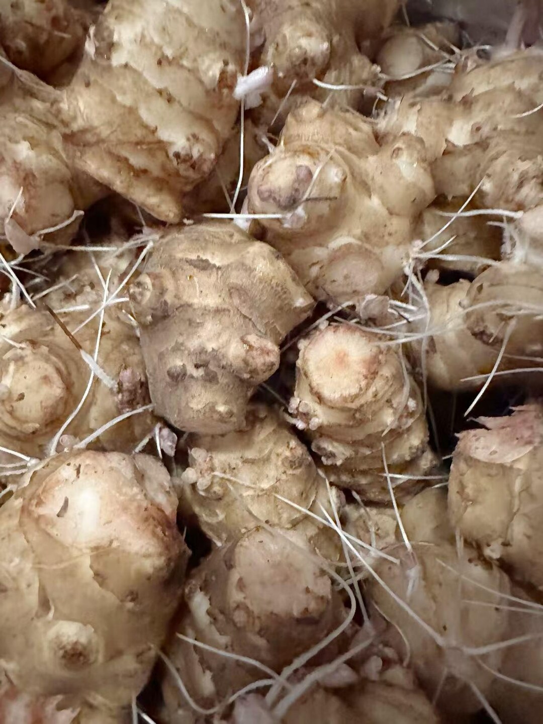 Jerusalem Artichoke Tubers For Sale
