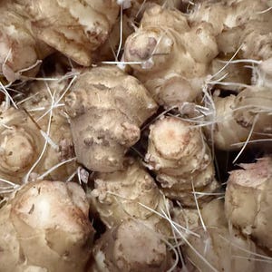 1.5 LB Jerusalem Artichoke Tubers: Live Sunchokes for Planting