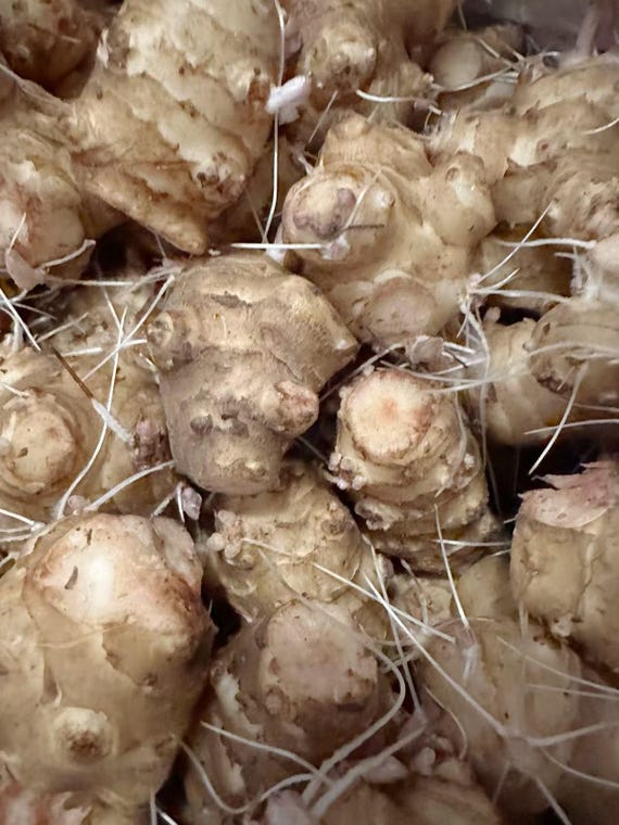 1.5 LB Large Jerusalem Artichoke Tubers – Live Sunchokes / Sunroots for Planting – Individual, Healthy Tubers