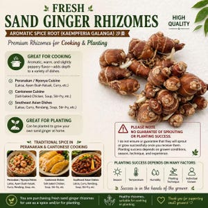 Fresh Sand Ginger Rhizomes: Rare Aromatic Spice Root (Kaempferia galanga) Shajiang 沙姜 image 5