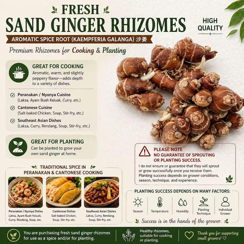 Fresh Sand Ginger Rhizomes: Rare Aromatic Spice Root (Kaempferia galanga) Shajiang 沙姜 image 5
