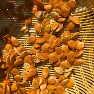 JAPANESE KABOCHA Pumpkin Seeds image 5