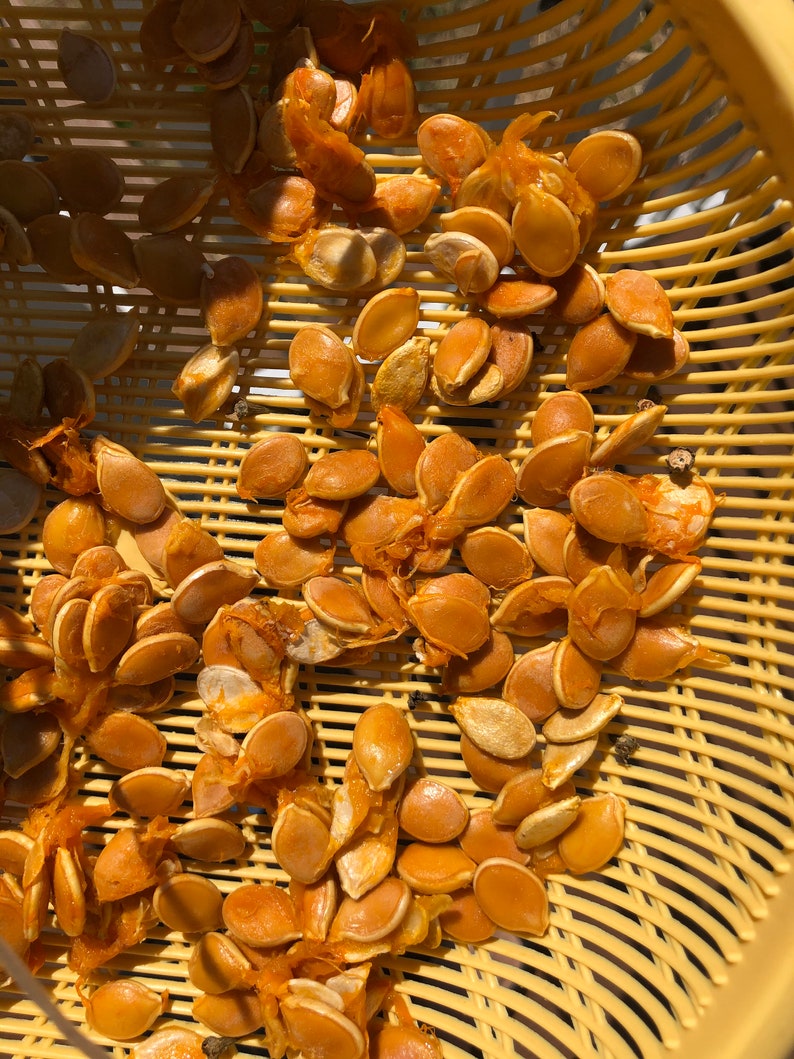 JAPANESE KABOCHA Pumpkin Seeds image 5