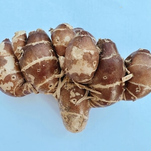 May include: A cluster of brown rhizomes with a light blue background. The rhizomes have a textured surface with lighter brown patches and a few small holes. Some thin, dried roots are visible.