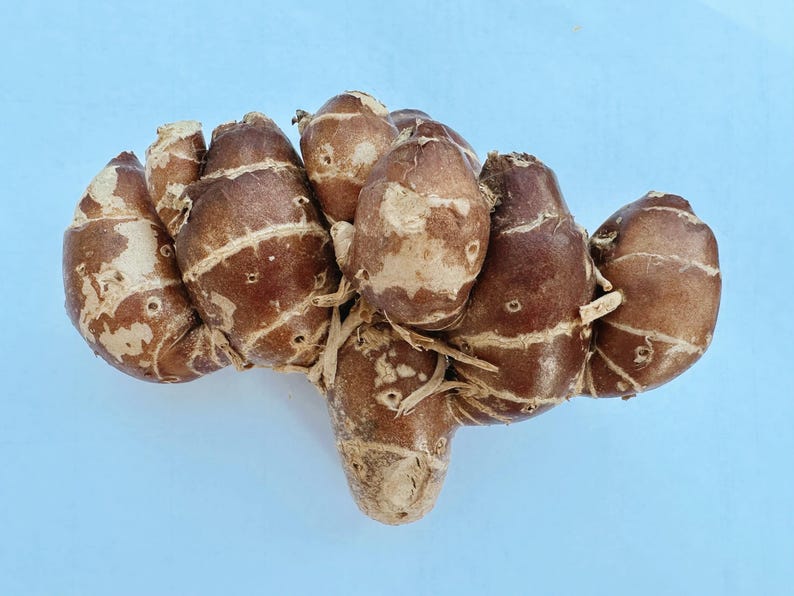 May include: A cluster of brown rhizomes with a light blue background. The rhizomes have a textured surface with lighter brown patches and a few small holes. Some thin, dried roots are visible.