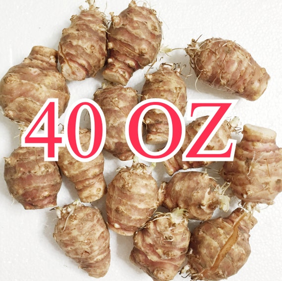 Two-Day Sale: Big size Jerusalem Artichoke Tubers- Sprouting Sunchokes Tubers for Planting