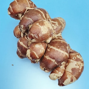 May include: A close-up shot of a cluster of fresh ginger root against a solid blue background. The ginger has a brown skin with lighter, beige-colored patches and a textured surface. The shape is irregular and knobby.