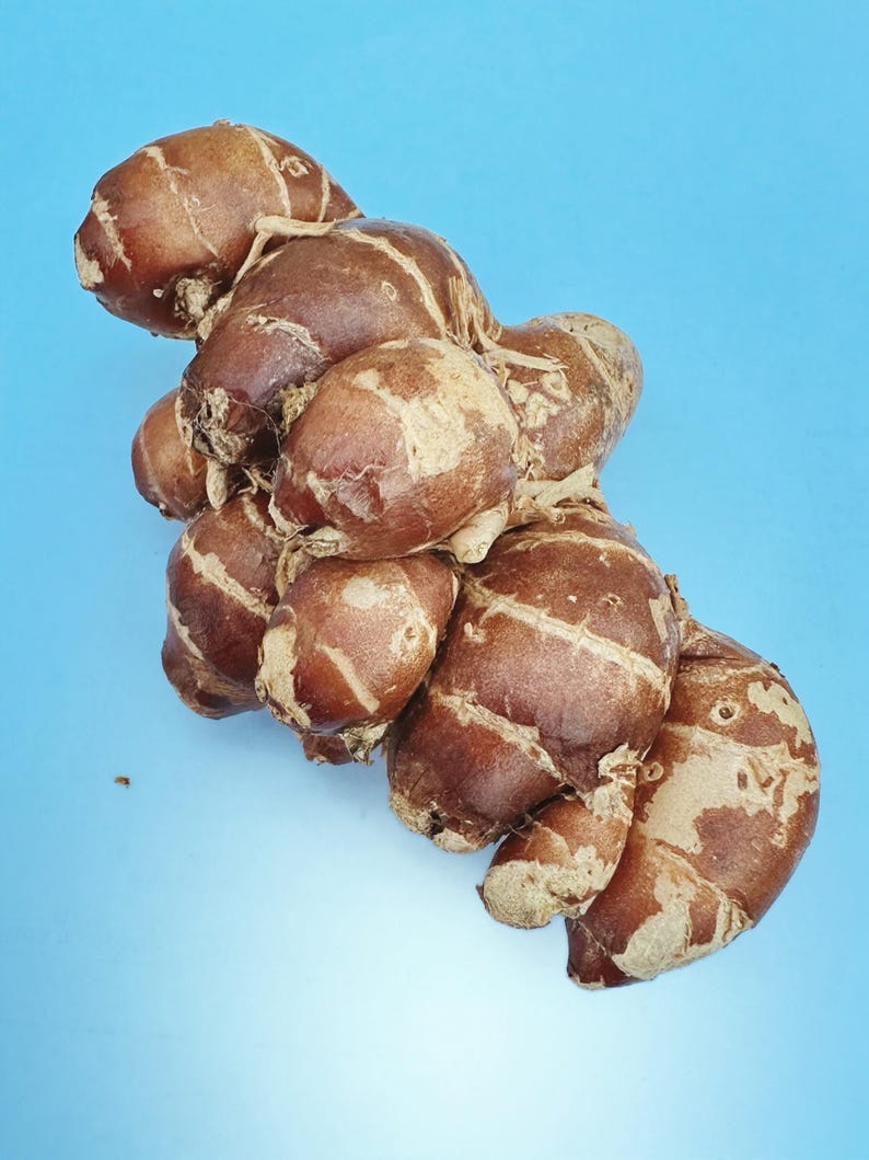 May include: A close-up shot of a cluster of fresh ginger root against a solid blue background. The ginger has a brown skin with lighter, beige-colored patches and a textured surface. The shape is irregular and knobby.