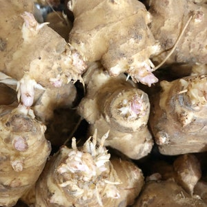 Sunchokes Wholesale: 10LB Jerusalem Artichoke - Individual Tubers For Planting - AKA Sunchoke, Sunroot or Earth Apple