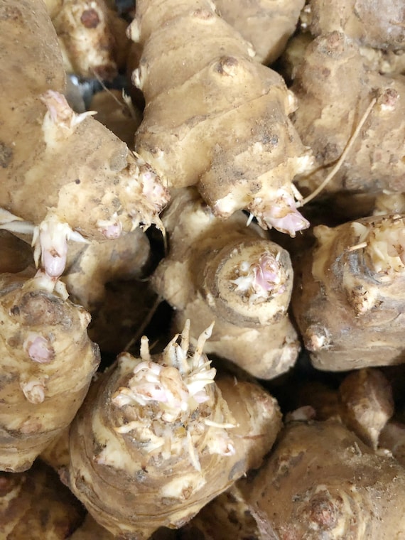 Sunchokes Wholesale: 10LB Jerusalem Artichoke - Individual Tubers For Planting - AKA Sunchoke, Sunroot or Earth Apple