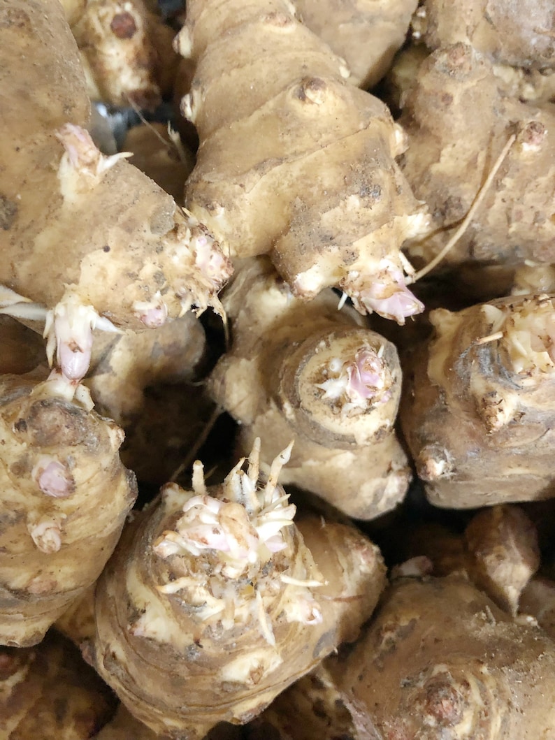 Snchoke 10LB Sunchoke Tubers: Jerusalem Artichoke for Planting - Etsy