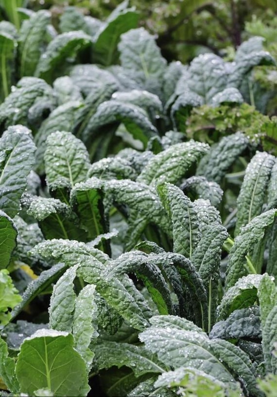 Organic Lacinato Kale Seeds - None GMO - Heirloom - also know as Tuscan kale, dinosaur kale and black kale/560 seeds/2g