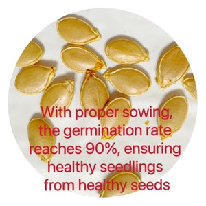 JAPANESE KABOCHA Pumpkin Seeds image 2