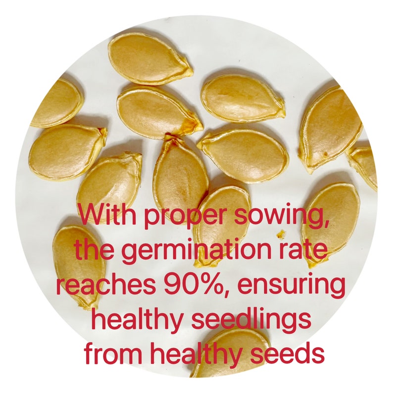 JAPANESE KABOCHA Pumpkin Seeds image 2